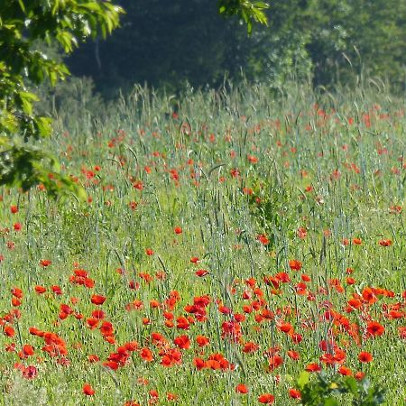Au Ptit Coquelicot Villa Houyet Exteriör bild